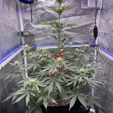 GigaGlue  growlog timeline photo