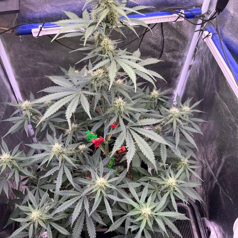 GigaGlue  growlog timeline photo