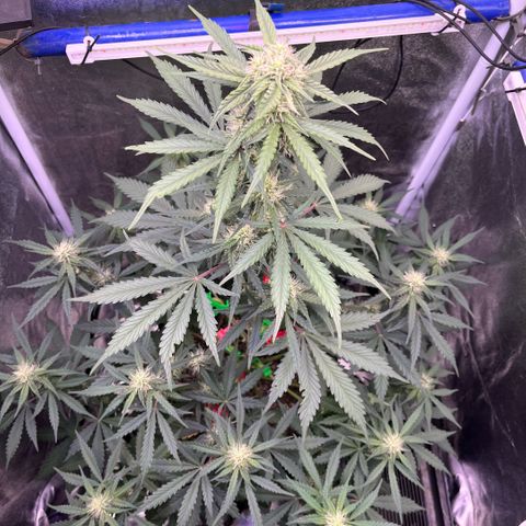 GigaGlue  growlog timeline photo