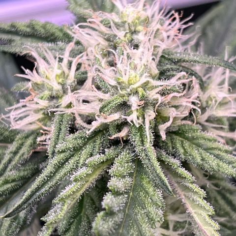 GigaGlue  growlog timeline photo