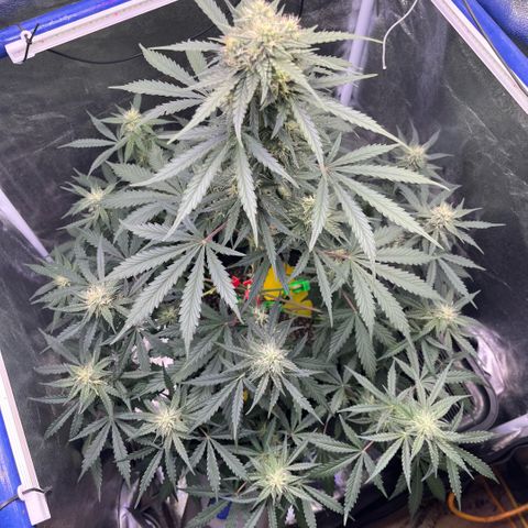 GigaGlue  growlog timeline photo