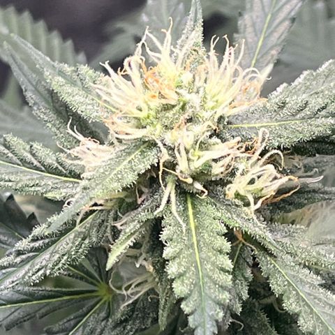 GigaGlue  growlog timeline photo