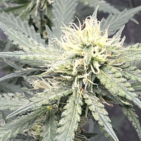 GigaGlue  growlog timeline photo