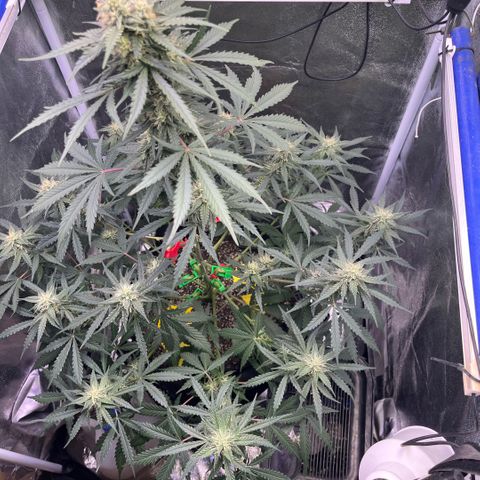 GigaGlue  growlog timeline photo