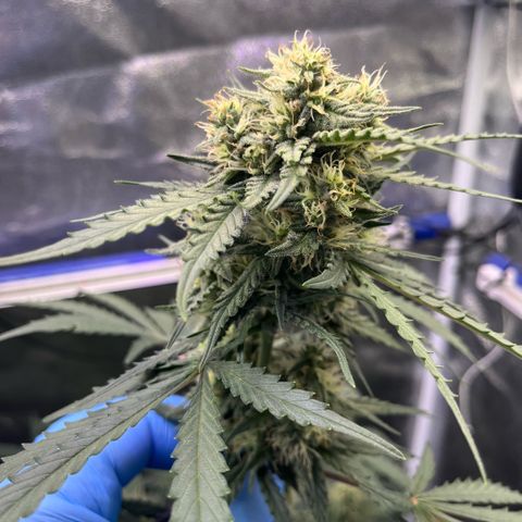 GigaGlue  growlog timeline photo
