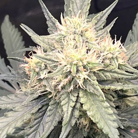 GigaGlue  growlog timeline photo