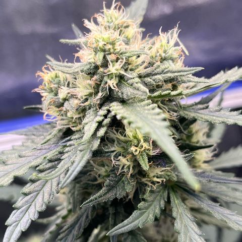 GigaGlue  growlog timeline photo