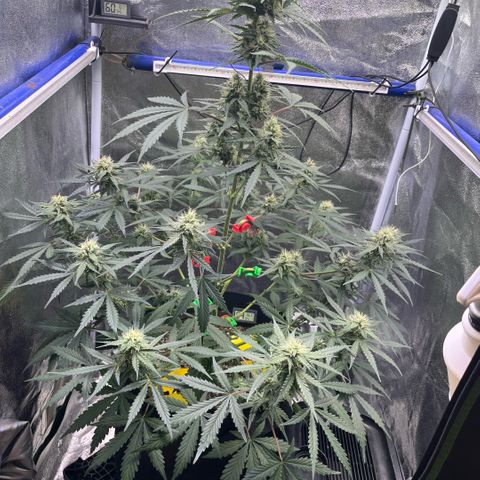 GigaGlue  growlog timeline photo