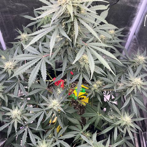 GigaGlue  growlog timeline photo