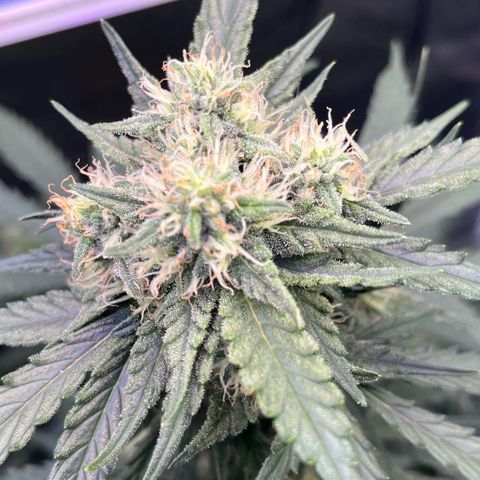 GigaGlue  growlog timeline photo