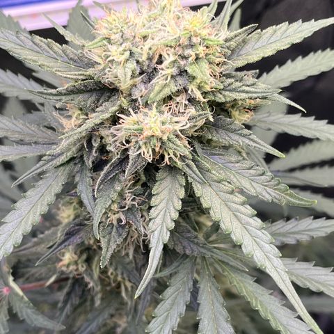 GigaGlue  growlog timeline photo