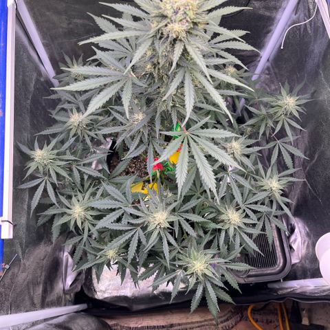 GigaGlue  growlog timeline photo