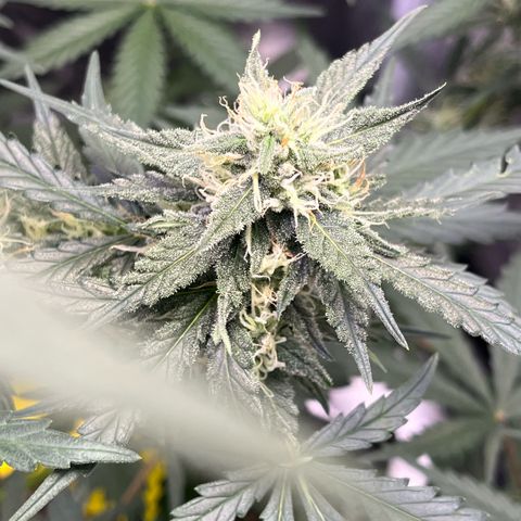 GigaGlue  growlog timeline photo