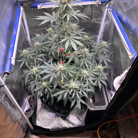 GigaGlue  growlog timeline photo