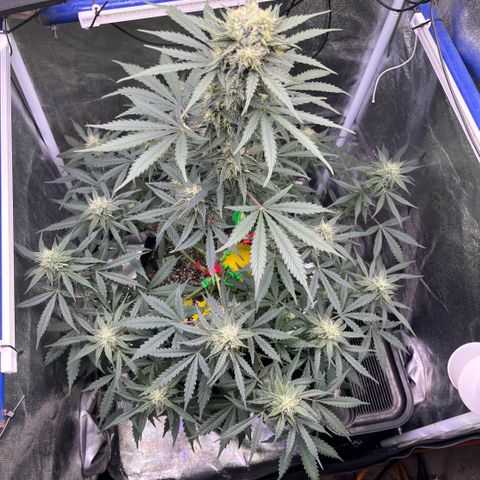 GigaGlue  growlog timeline photo
