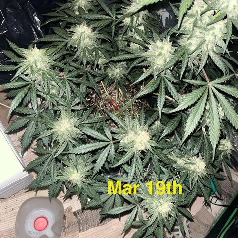 GigaGlue  growlog photo: March 19th and she is on day 70 from seed!