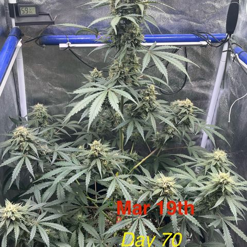 GigaGlue  growlog photo: March 19th and she is on day 70 from seed!