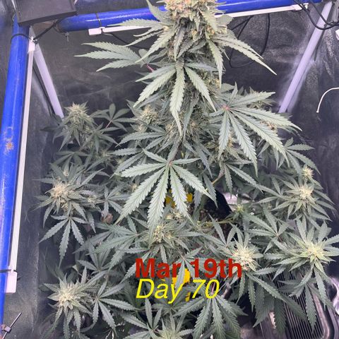 GigaGlue  growlog timeline photo