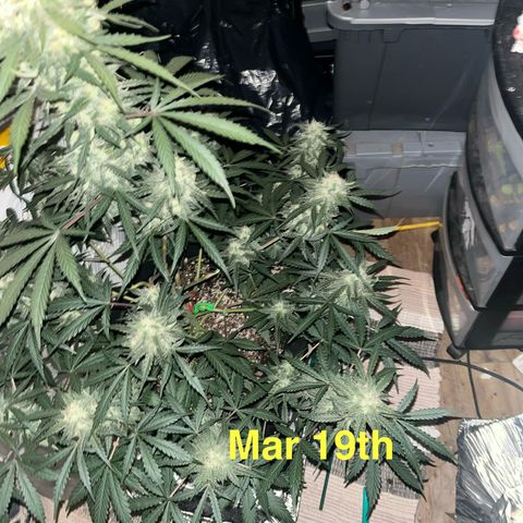 GigaGlue  growlog photo: March 19th and she is on day 70 from seed!