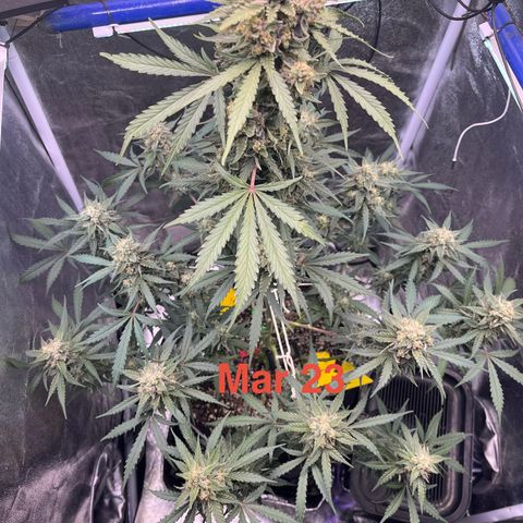 GigaGlue  growlog photo: Tris are about 5% amber 