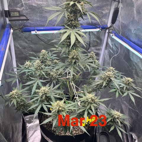 GigaGlue  growlog photo: Tris are about 5% amber 