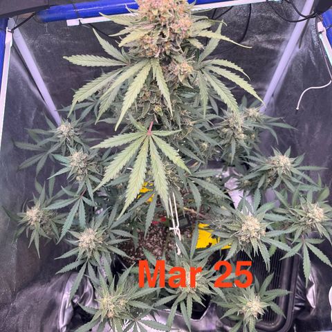 GigaGlue  growlog photo: Tris are about 5% amber 