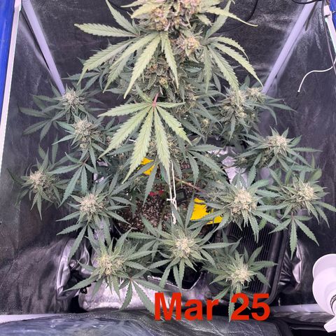GigaGlue  growlog photo: Tris are about 5% amber 
