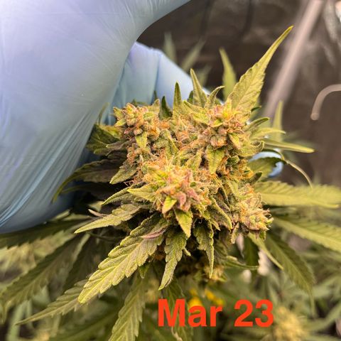GigaGlue  growlog timeline photo