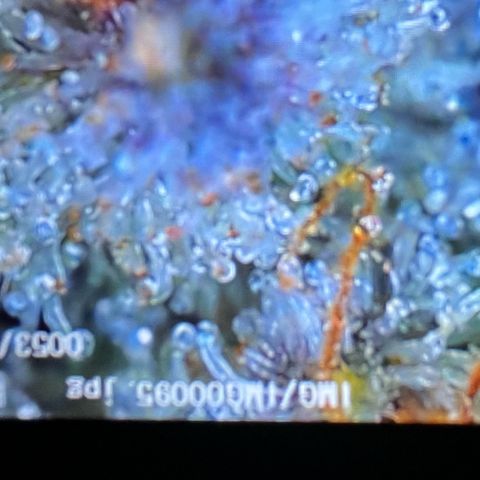 GigaGlue  growlog photo: Trichomes are around 15%-20% amber!! Going to HARVEST today!