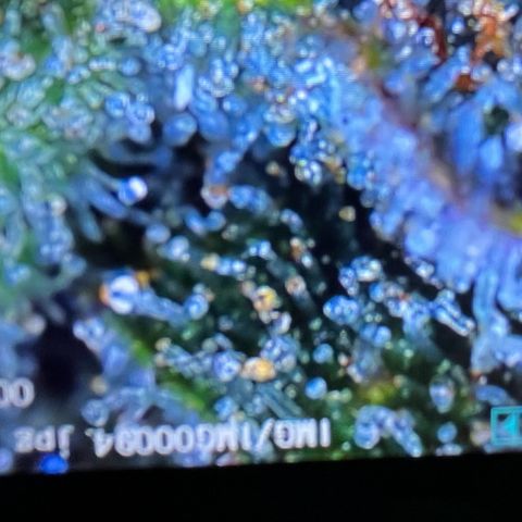 GigaGlue  growlog photo: Trichomes are around 15%-20% amber!! Going to HARVEST today!