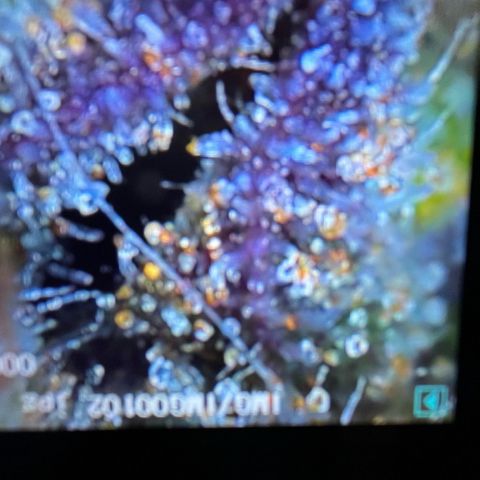 GigaGlue  growlog photo: Trichomes are around 15%-20% amber!! Going to HARVEST today!