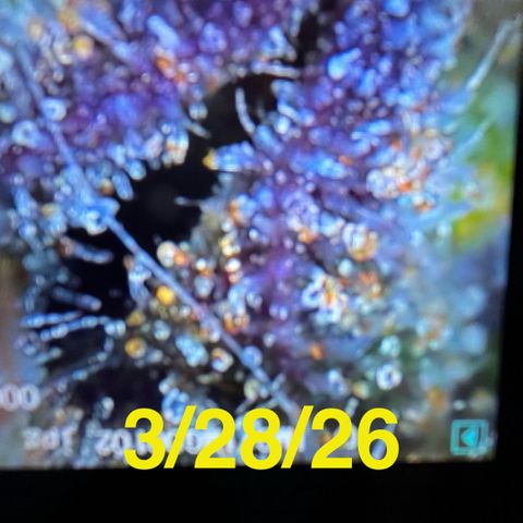 GigaGlue  growlog timeline photo
