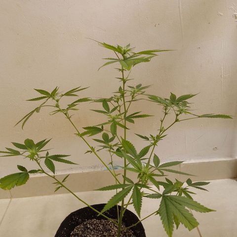 Colombian Gold growlog timeline photo