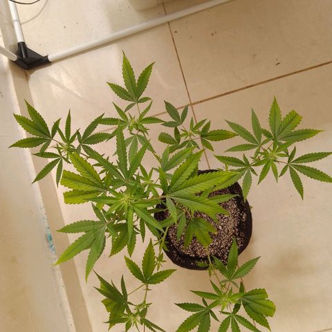 Colombian Gold growlog timeline photo