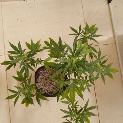 Colombian Gold growlog timeline photo