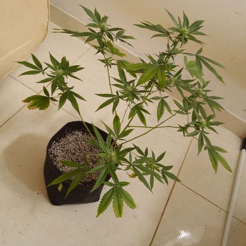 Colombian Gold growlog timeline photo