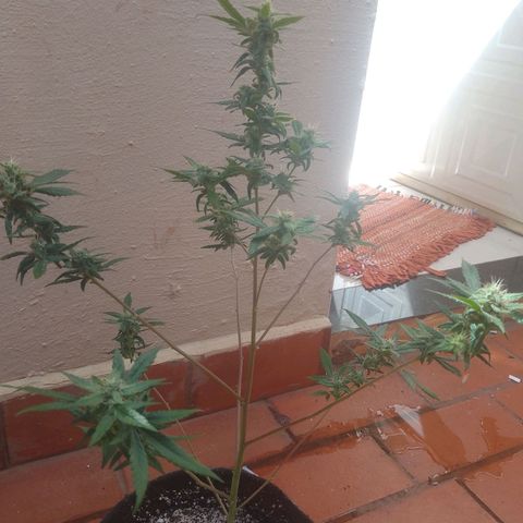 Colombian Gold growlog timeline photo