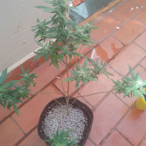 Colombian Gold growlog timeline photo