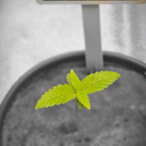 Pearl growlog timeline photo