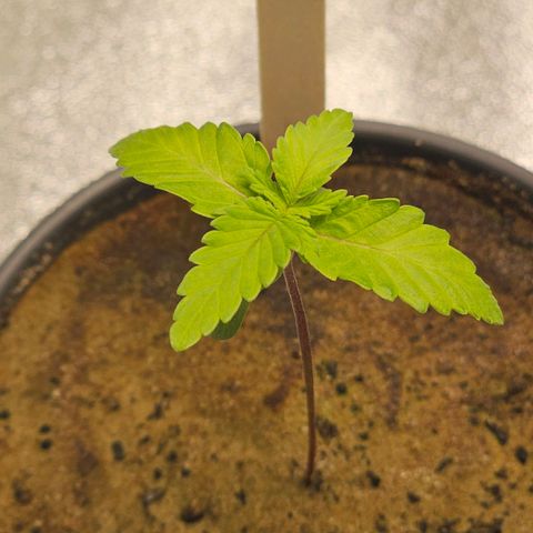 Maxine growlog timeline photo