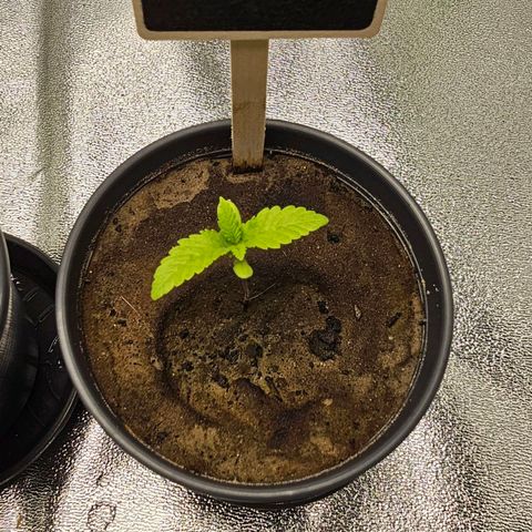 Theda growlog timeline photo