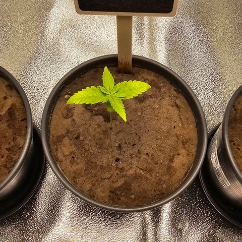Pearl growlog timeline photo