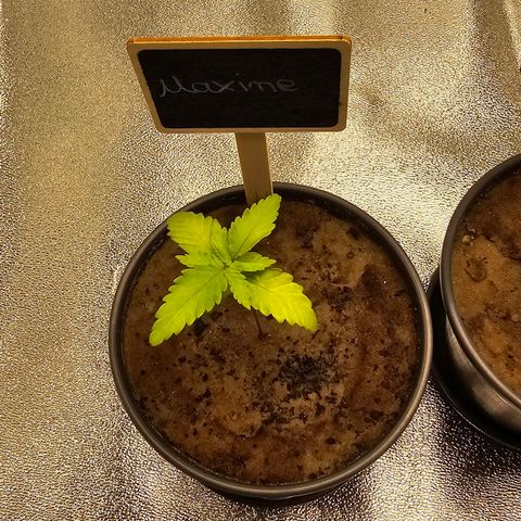 Maxine growlog timeline photo