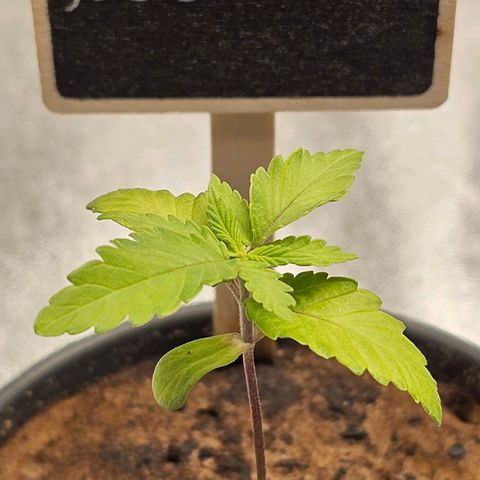 Maxine growlog timeline photo