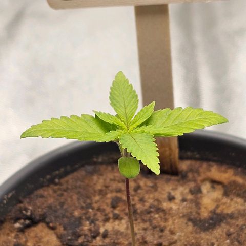 Pearl growlog timeline photo