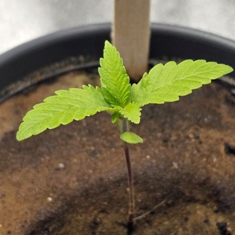 Theda growlog timeline photo