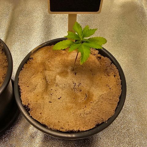 Theda growlog timeline photo
