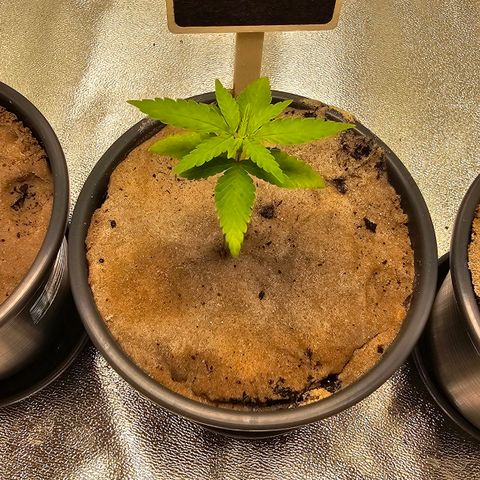 Pearl growlog timeline photo
