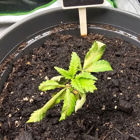 Theda growlog timeline photo