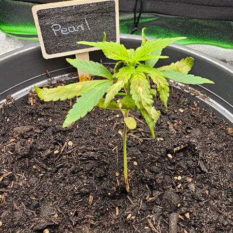 Pearl growlog timeline photo